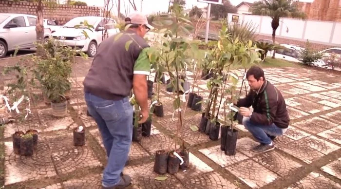 Mais de 500 mudas frutíferas são entregues para produtores da cidade de Agronômica