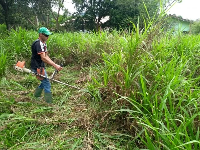 Secretaria incentiva cultivo de pastagem perene de verão, em Mirim Doce