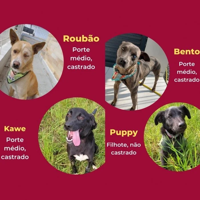 Feira de adoção da APAD!