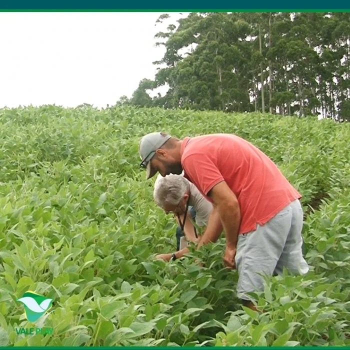 Produtores de soja devem preencher cadastro para o controle da Ferrugem Asiática