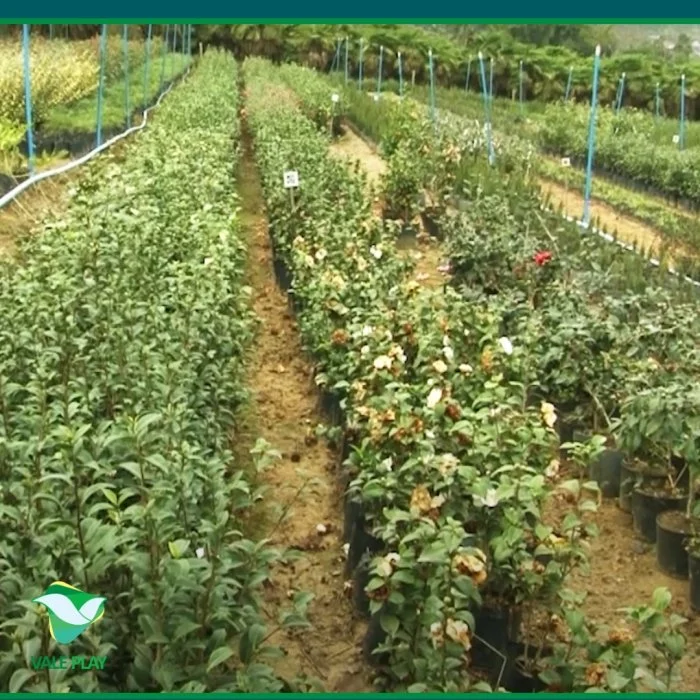 1ª Agroplantas está confirmada para dias 7 a 10 de março em Laurentino